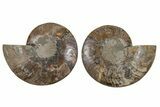 Cut & Polished, Agatized Ammonite Fossil - Madagascar #212996-1